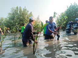 Sontoh Laut Dihidupkan Kembali, 3.000 Mangrove Jadi Awal Wisata Hijau Asemrowo