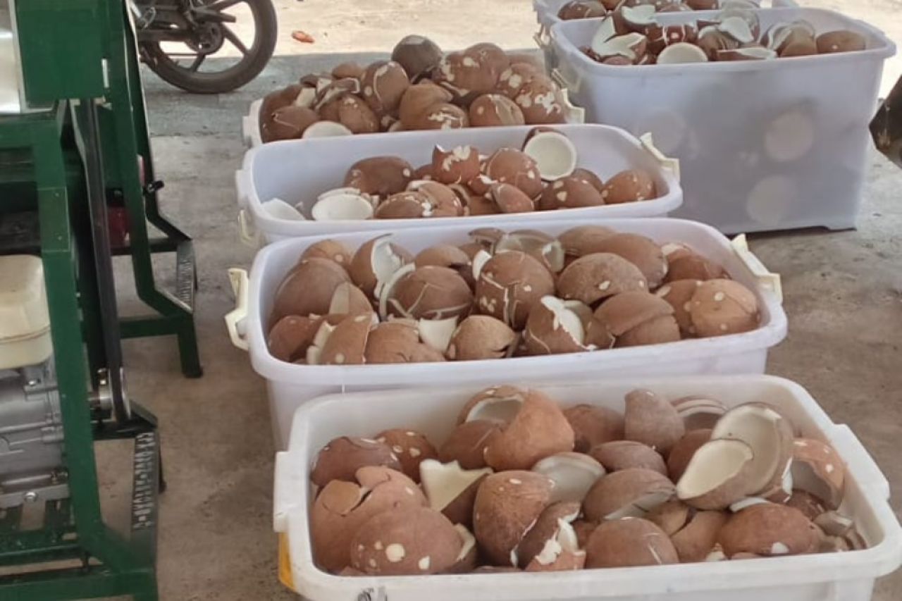 Melalui Hilirisasi Kelapa, Kebijakan Pemkab Halmahera Utara Gali Potensi Ekonomi Patut Diapresiasi
