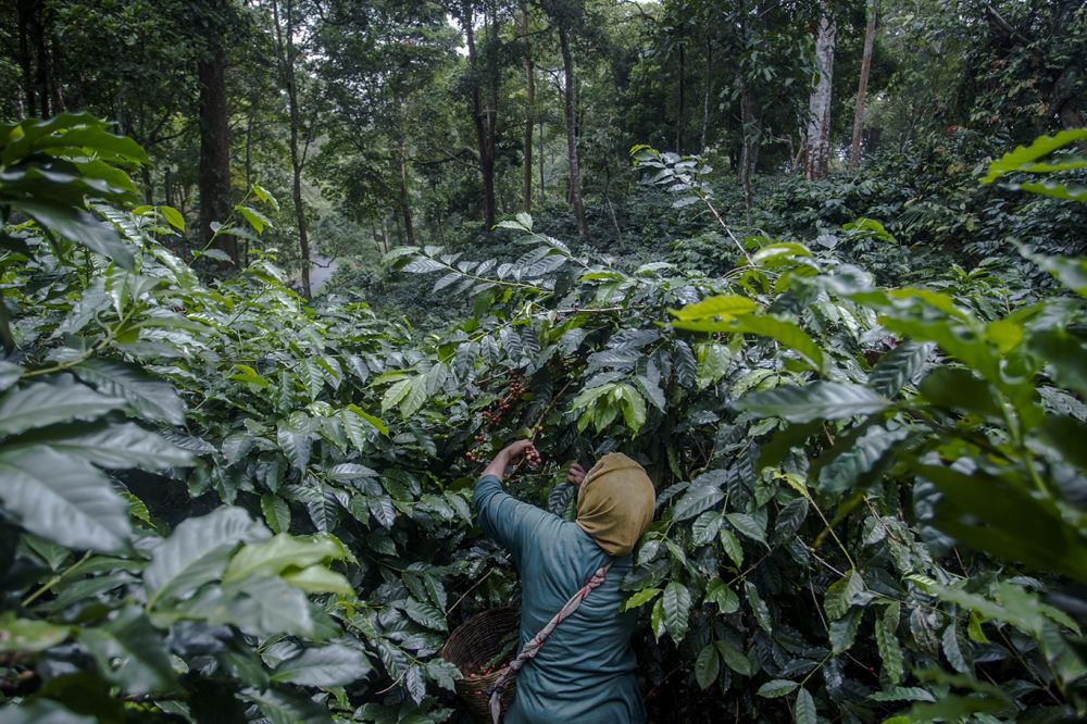 Belum Ada Asuransi Untuk Petani Kopi Di Kawasan Ijen 