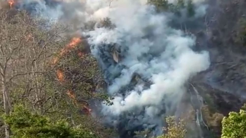 Dampak Kebakaran Hutan Ganggu Aktivitas Warga Jember 